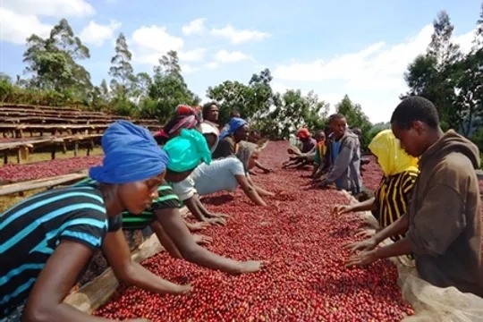 Ethiopia Guji