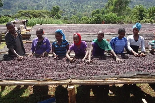 Ethiopia Guji